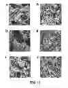 Fig. 12 - Three dimensional cell culture compositions and methods of use