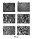Fig. 15 - Three dimensional cell culture compositions and methods of use