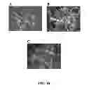 Fig. 17 - Three dimensional cell culture compositions and methods of use
