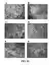 Fig. 19 - Three dimensional cell culture compositions and methods of use