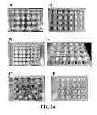 Fig. 27 - Three dimensional cell culture compositions and methods of use