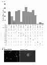 Fig. 09 - Conversion of somatic cells to induced reprogrammed neural stem cells (irNSCs)