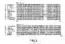 Fig. 03 - URA5 GENE AND METHODS FOR STABLE GENETIC INTEGRATION IN YEAST