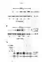 Fig. 05 - Compositions and Methods which modulate G-Protein Signaling for the Treatment of Inflammatory Disorders such as Asthma and Allergic Conjunctivitis