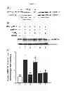 Fig. 06 - Compositions and Methods which modulate G-Protein Signaling for the Treatment of Inflammatory Disorders such as Asthma and Allergic Conjunctivitis
