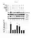 Fig. 07 - Compositions and Methods which modulate G-Protein Signaling for the Treatment of Inflammatory Disorders such as Asthma and Allergic Conjunctivitis