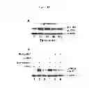 Fig. 15 - Compositions and Methods which modulate G-Protein Signaling for the Treatment of Inflammatory Disorders such as Asthma and Allergic Conjunctivitis