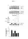Fig. 16 - Compositions and Methods which modulate G-Protein Signaling for the Treatment of Inflammatory Disorders such as Asthma and Allergic Conjunctivitis