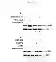 Fig. 17 - Compositions and Methods which modulate G-Protein Signaling for the Treatment of Inflammatory Disorders such as Asthma and Allergic Conjunctivitis