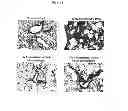 Fig. 24 - Compositions and Methods which modulate G-Protein Signaling for the Treatment of Inflammatory Disorders such as Asthma and Allergic Conjunctivitis