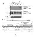 Fig. 03 - Compositions and Methods for Treating Myotonic Dystrophy Type 1
