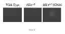 Fig. 04 - Compositions and Methods for Treating Myotonic Dystrophy Type 1