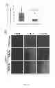 Fig. 06 - Compositions and Methods for Treating Myotonic Dystrophy Type 1