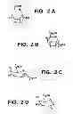 Fig. 04 - Method for increasing the activity of lysosomal enzymes