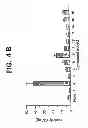 Fig. 08 - Method for increasing the activity of lysosomal enzymes