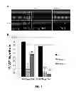 Fig. 02 - COMPOSITIONS AND METHODS FOR TREATING DEGENERATIVE MUSCLE CONDITIONS