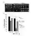 Fig. 03 - COMPOSITIONS AND METHODS FOR TREATING DEGENERATIVE MUSCLE CONDITIONS