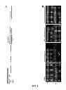 Fig. 05 - COMPOSITIONS AND METHODS FOR TREATING DEGENERATIVE MUSCLE CONDITIONS