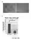 Fig. 17 - COMPOSITIONS AND METHODS FOR TREATING DEGENERATIVE MUSCLE CONDITIONS
