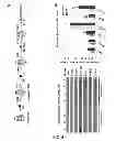 Fig. 19 - COMPOSITIONS AND METHODS FOR TREATING DEGENERATIVE MUSCLE CONDITIONS
