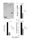 Fig. 23 - COMPOSITIONS AND METHODS FOR TREATING DEGENERATIVE MUSCLE CONDITIONS
