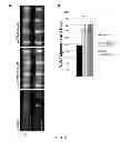 Fig. 24 - COMPOSITIONS AND METHODS FOR TREATING DEGENERATIVE MUSCLE CONDITIONS