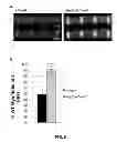 Fig. 27 - COMPOSITIONS AND METHODS FOR TREATING DEGENERATIVE MUSCLE CONDITIONS