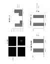 Fig. 02 - METHODS FOR THE TREATMENT AND DIAGNOSTIC OF PULMONARY ARTERIAL HYPERTENSION