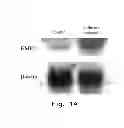 Fig. 02 - Regulator, pharmaceutical composition encompassing the regulator and application thereof