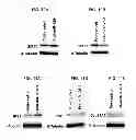 Fig. 07 - Methods targeting miR-128 for regulating cholesterol/lipid metabolism