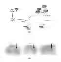 Fig. 04 - Optimized miRNA constructs