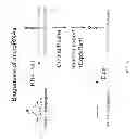 Fig. 08 - Optimized miRNA constructs