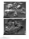 Fig. 18 - Solid forms of selective androgen receptor modulators