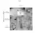 Fig. 10 - HIGH DENSITY MEMBRANE PROTEIN MEMBRANES