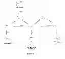 Fig. 02 - Polymers of isobutene from renewable sources