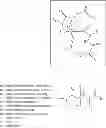 Fig. 18 - Methods for preparing internally constrained peptides and peptidomimetics