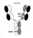 Fig. 08 - Readily isolated bispecific antibodies with native immunoglobulin format