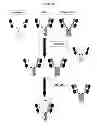Fig. 09 - Readily isolated bispecific antibodies with native immunoglobulin format