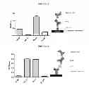 Fig. 10 - Readily isolated bispecific antibodies with native immunoglobulin format