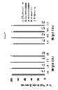 Fig. 20 - Process and methods for efficient manufacturing of highly pure asymmetric antibodies in mammalian cells