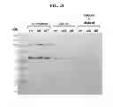 Fig. 29 - Process for purifying recombinant circumsporozoite protein