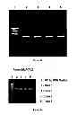 Fig. 03 - Polynucleotide and polypeptide sequence and methods thereof