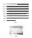 Fig. 05 - Polynucleotide and polypeptide sequence and methods thereof