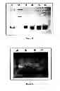 Fig. 10 - Polynucleotide and polypeptide sequence and methods thereof