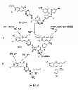 Fig. 05 - METHODS AND COMPOSITIONS FOR DETECTING PROMOTER ACTIVITY AND EXPRESSING FUSION PROTEINS