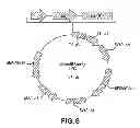 Fig. 09 - METHODS AND COMPOSITIONS FOR DETECTING PROMOTER ACTIVITY AND EXPRESSING FUSION PROTEINS