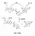 Fig. 11 - METHODS AND COMPOSITIONS FOR DETECTING PROMOTER ACTIVITY AND EXPRESSING FUSION PROTEINS