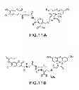 Fig. 13 - METHODS AND COMPOSITIONS FOR DETECTING PROMOTER ACTIVITY AND EXPRESSING FUSION PROTEINS