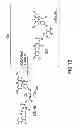 Fig. 14 - METHODS AND COMPOSITIONS FOR DETECTING PROMOTER ACTIVITY AND EXPRESSING FUSION PROTEINS