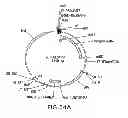 Fig. 141 - METHODS AND COMPOSITIONS FOR DETECTING PROMOTER ACTIVITY AND EXPRESSING FUSION PROTEINS